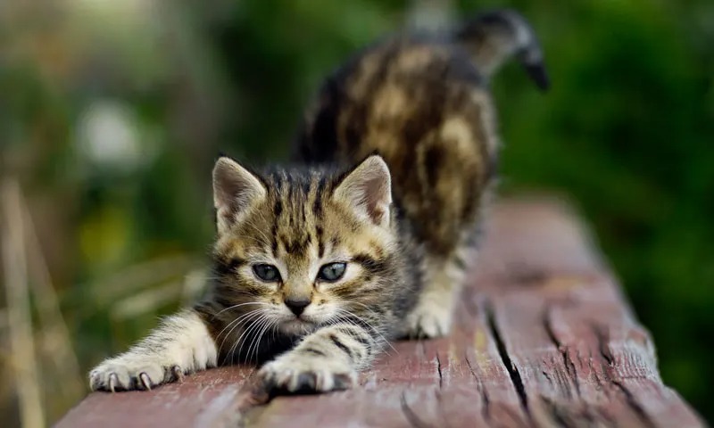 Les 10 choses à ne jamais faire à un chat, soyez vigilant !