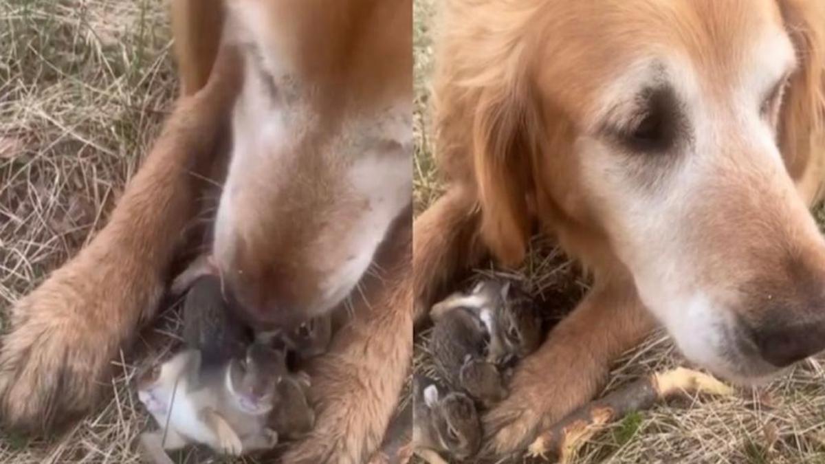Elle croit que son chien a attrapé des oiseaux et découvre l’inimaginable entre ses pattes (Vidéo)