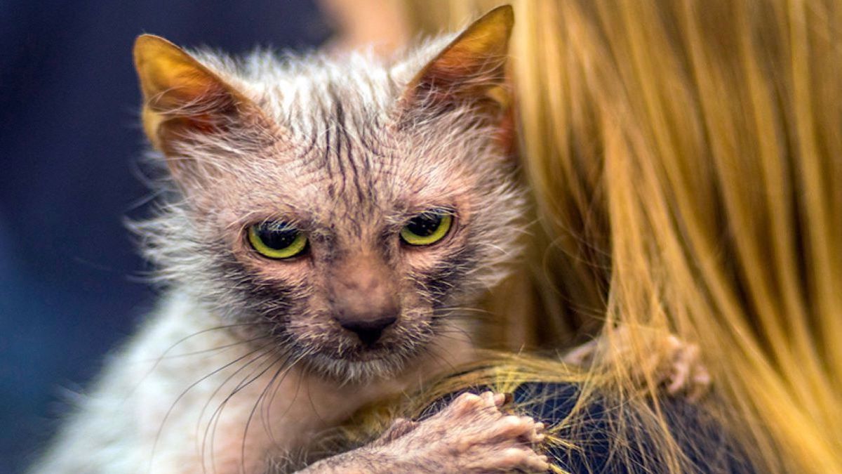 Elle croyait que son chat adopté était malade et découvre que c’était un autre animal !