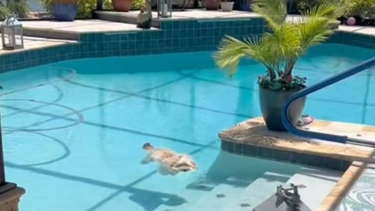 Elle filme son chien dans une piscine, 15 millions d’internautes restent bouche bée