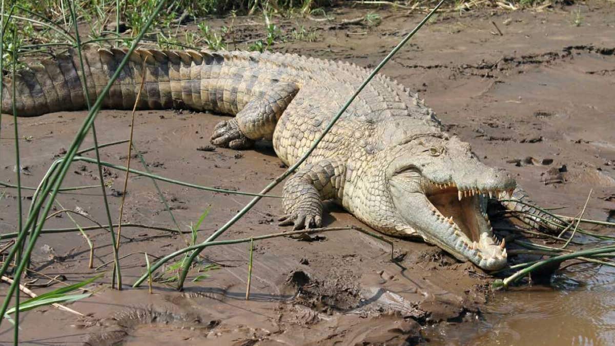 Elle sauve sa sœur jumelle violemment attaquée par un crocodile de 3 m de long