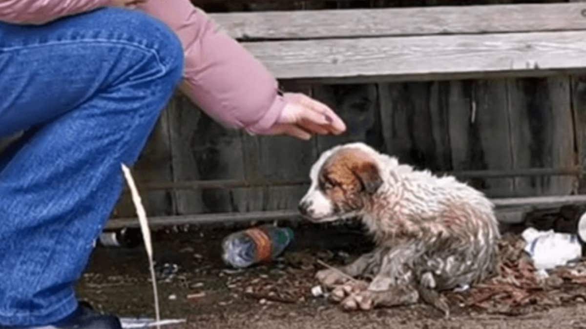 Elle trouve un chiot couvert de boue et très mal en point, sa vie va basculer !