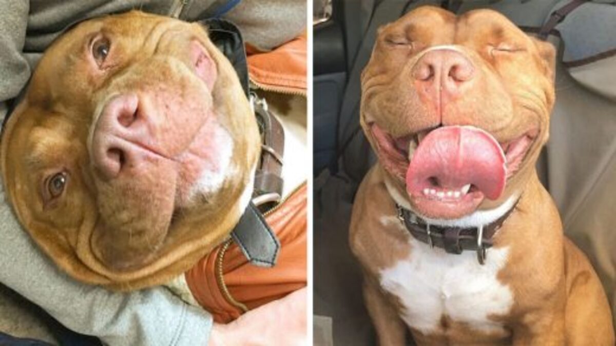 Ce chien n'a jamais cessé de sourire depuis qu'il a trouvé un foyer !