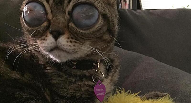 Matilda, la chatte mystérieusement dotée d'yeux extraterrestres