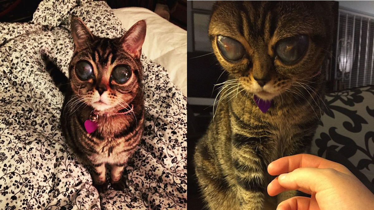 Faites la connaissance Matilda, la chatte mystérieusement dotée d'yeux extraterrestres