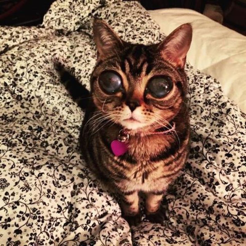 Matilda, la chatte mystérieusement dotée d'yeux extraterrestres