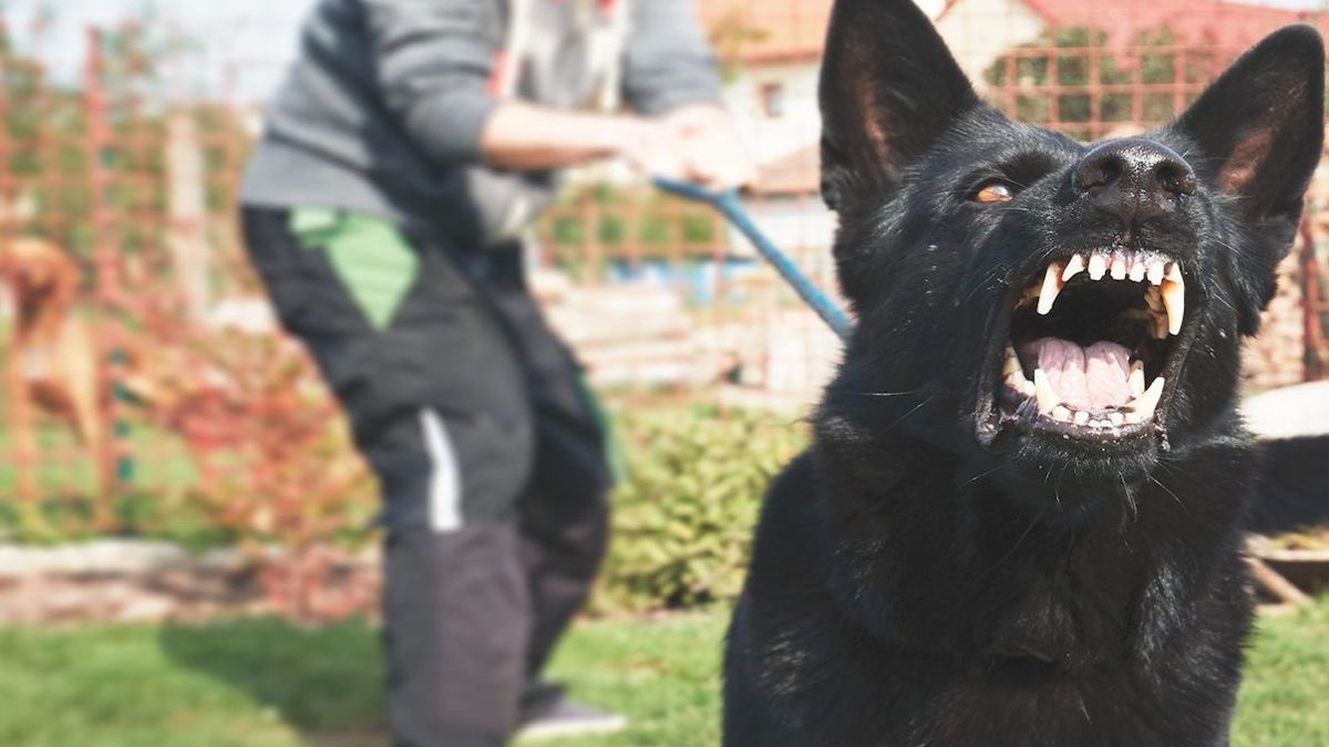 Il demande à son chien d’attaquer les pompiers, la police ouvre le feu : 2 blessés