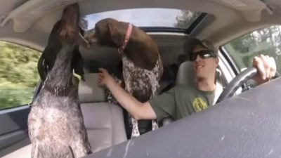 Il embarque ses 4 chiens dans sa voiture et leur dit où ils vont, ça devient de la folie (vidéo)