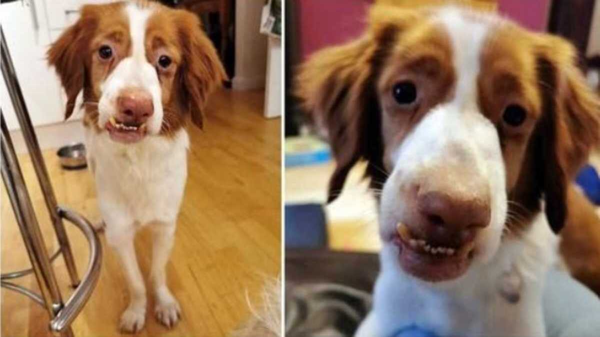 Ce chien s'est retrouvé avec un visage tordu après avoir été sévèrement maltraité !