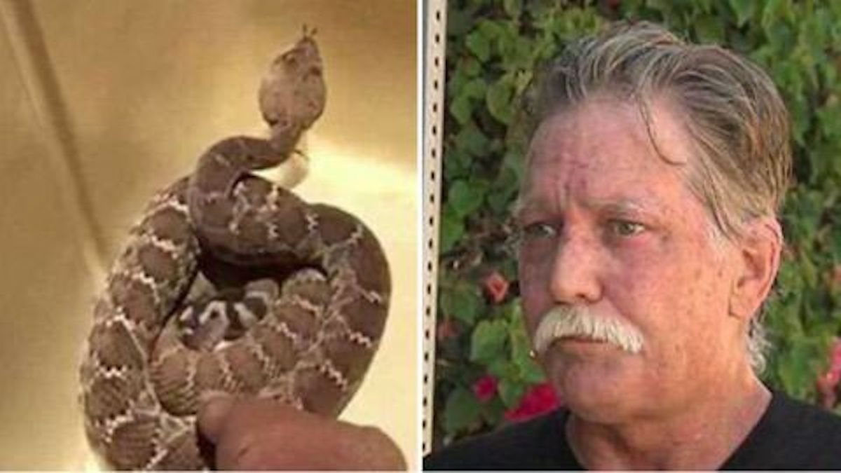 Il veut prendre un selfie avec un serpent, une idée qui va lui coûter très cher