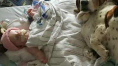 Ils disent adieu à leur bébé mourant, la réaction de leurs chiens est bouleversante (vidéo)