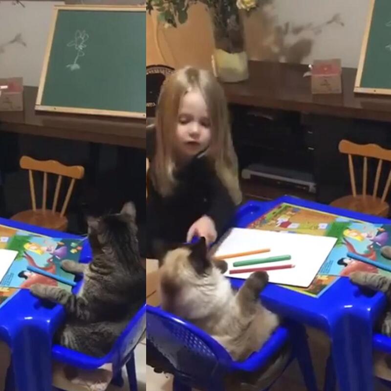 Inspirant, une fille enseigne à ses chats l'art du dessin floral et leur vidéo devient un phénomène viral