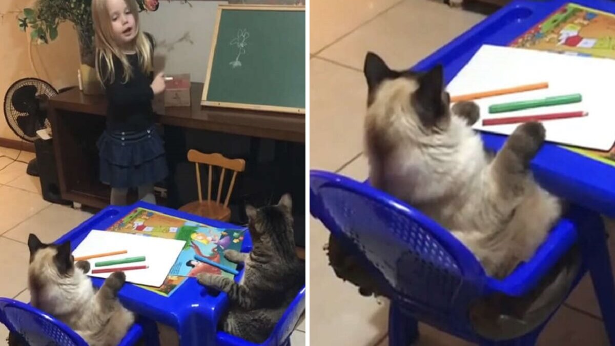 Une fillette enseigne à ses chats l'art du dessin floral, la vidéo devient alors virale !