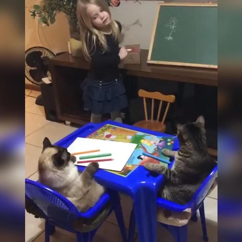 Inspirant, une fille enseigne à ses chats l'art du dessin floral et leur vidéo devient un phénomène viral