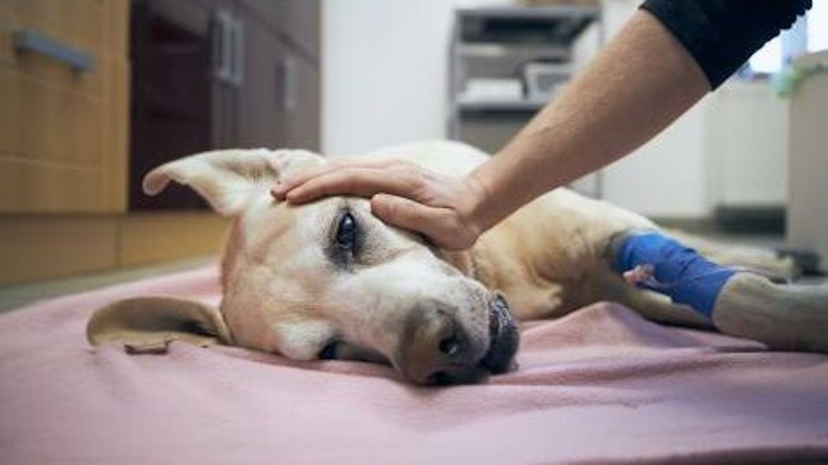 La pire chose à faire lorsque votre animal est en train de mourir selon un vétérinaire