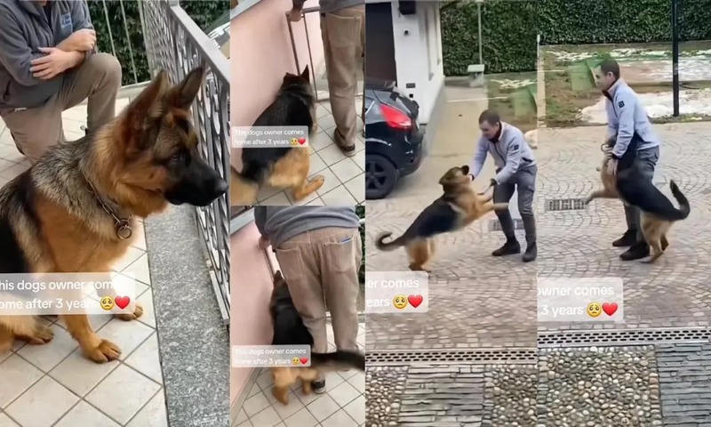 La réaction émotionnelle d'un chien qui retrouve son maître après l'avoir perdu de vue pendant trois ans
