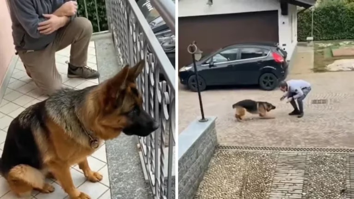 La réaction émotionnelle d'un chien qui retrouve son maître après l'avoir perdu de vue pendant trois ans