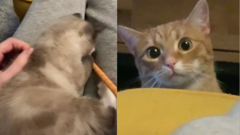 La vidéo de la réaction d'un chat voyant son propriétaire avec un autre chaton devient virale