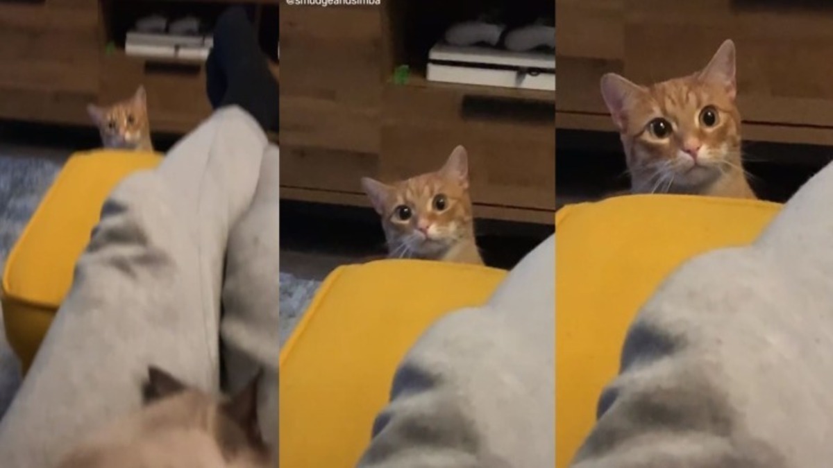 La vidéo de la réaction d'un chat voyant son propriétaire avec un autre chaton devient virale