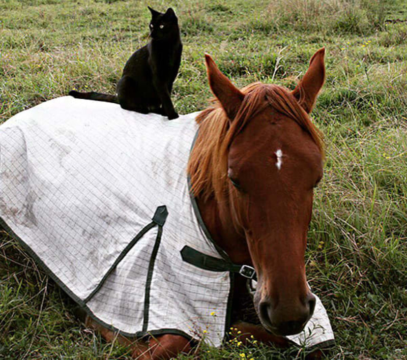 L'amitié particulière d'un cheval et d'un chat, il faut les rencontrer !