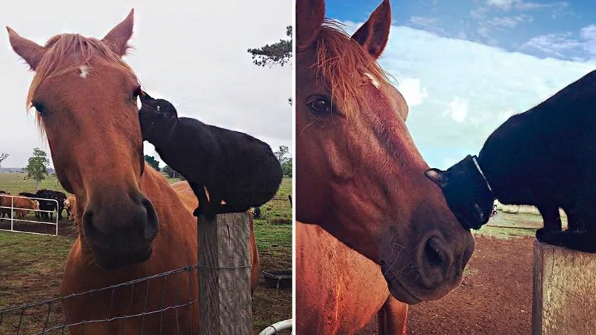 Un cheval et un chat ne se quittent plus, ils sont devenus inséparables