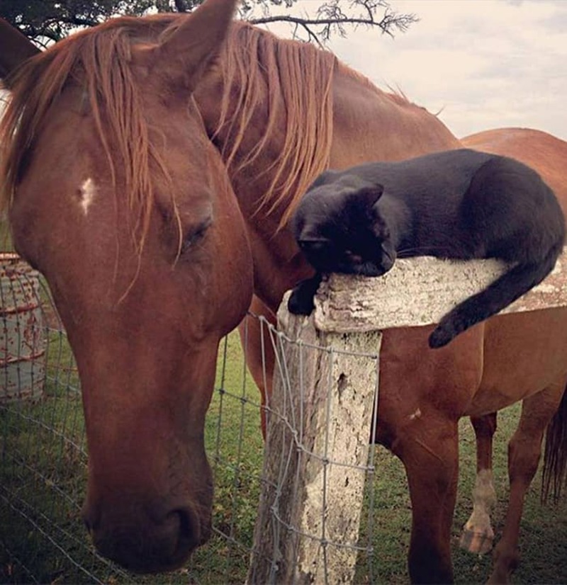L'amitié particulière d'un cheval et d'un chat, il faut les rencontrer !