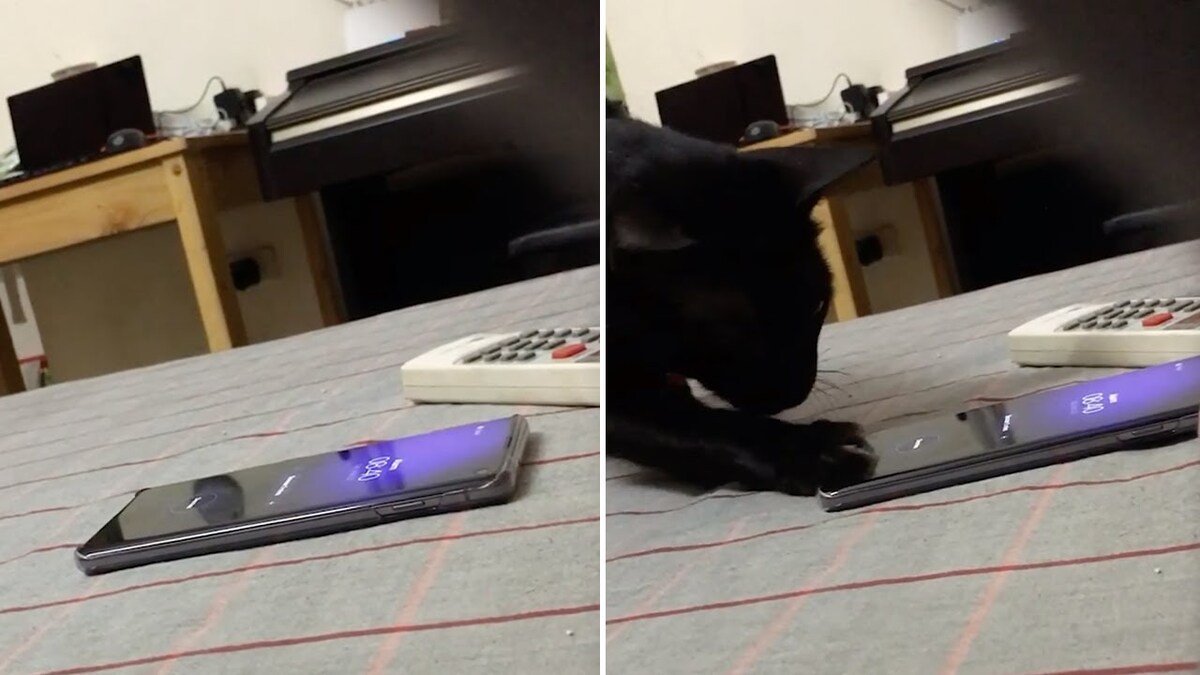 Le chat malin qui empêche son propriétaire de sortir du lit en éteignant l'alarme du téléphone