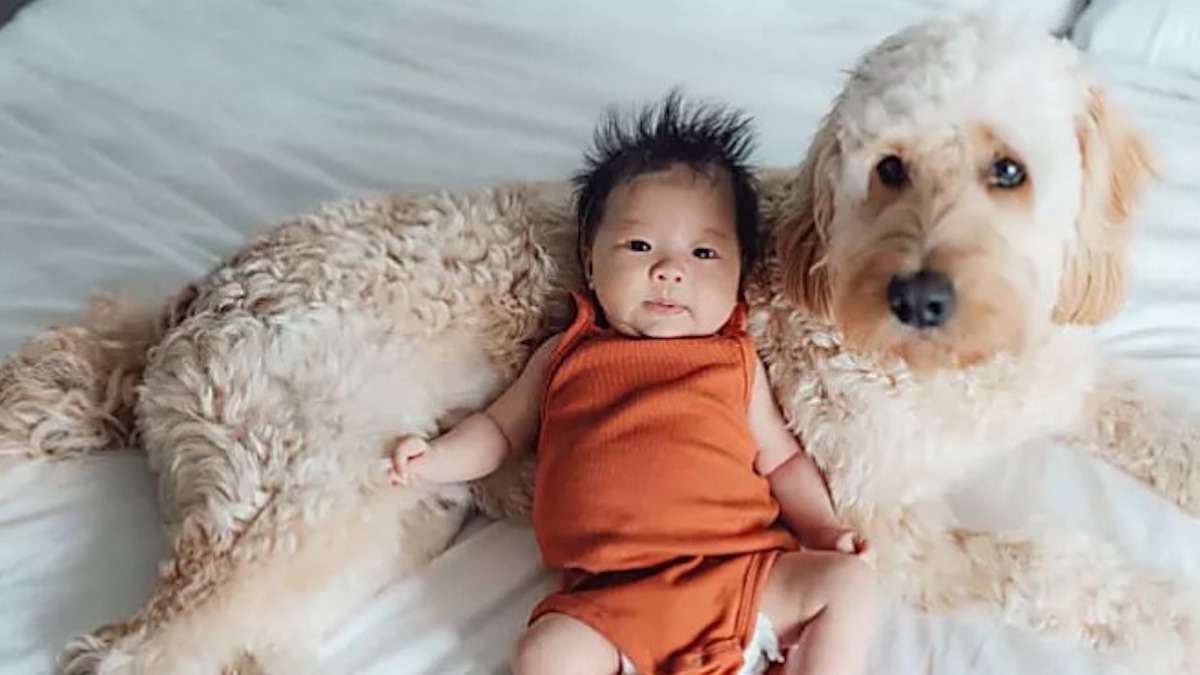 Le chien veut absolument dormir avec son enfant chaque nuit, la raison va vous sidérer !