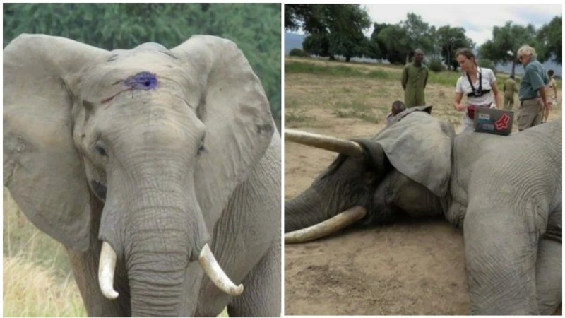 L'éléphant fait tout pour attirer son attention, puis les vétérinaires s'aperçoivent qu'il est blessé et agissent