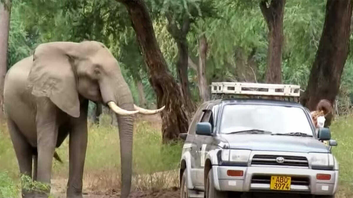 L'éléphant fait tout pour attirer son attention, puis les vétérinaires s'aperçoivent qu'il est blessé et agissent