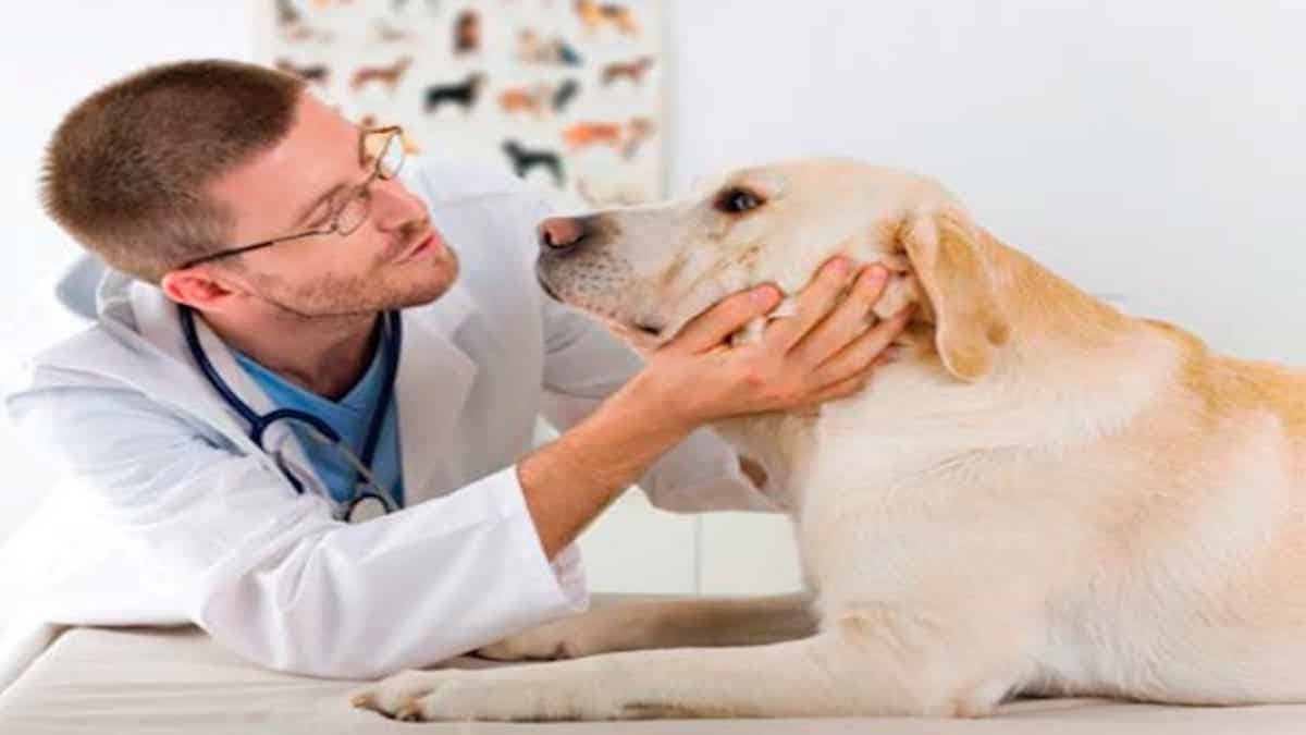 Les 5 races de chiens que ce vétérinaire conseille d’avoir