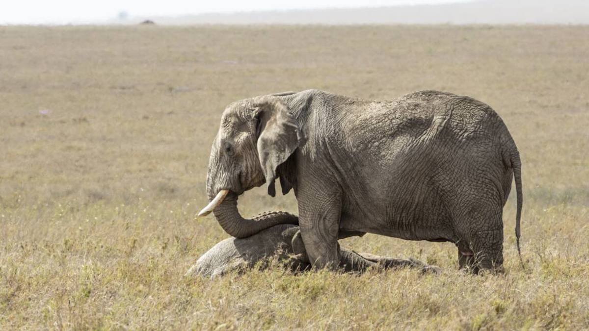 Les animaux font-ils vraiment le deuil après la mort de l’un des leurs ?