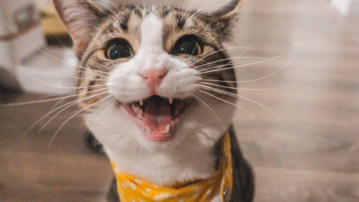6 astuces pour rendre votre chat heureux chaque jour
