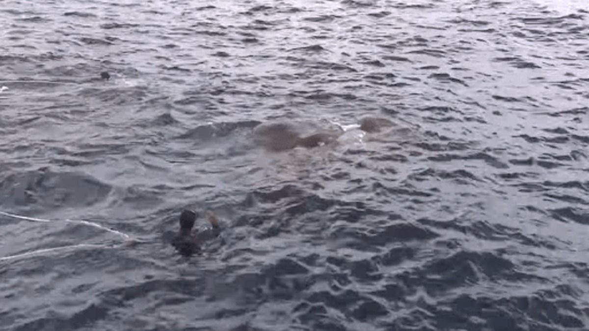 Les marines se jettent par dessus bord quand ils découvrent ce qu'il y a dans l'eau