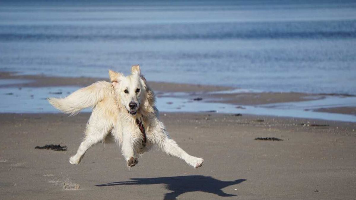 Les meilleurs conseils pour protéger votre chien des dangers à la plage selon un vétérinaire