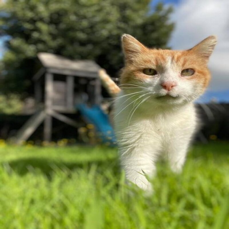 L'histoire d'Alfie, le chat qui est rentré chez lui après 12 ans de disparition