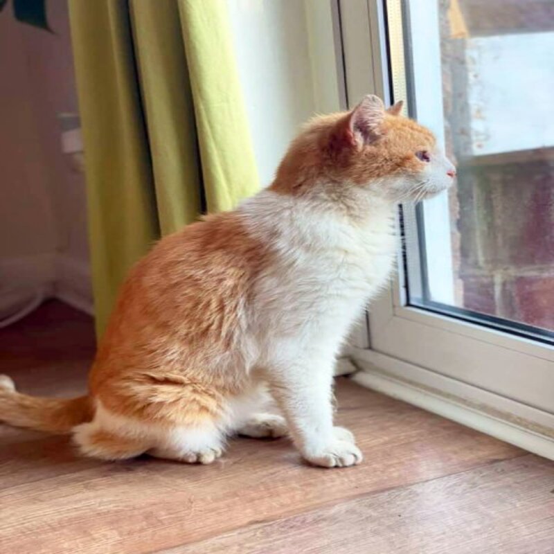 L'histoire d'Alfie, le chat qui est rentré chez lui après 12 ans de disparition