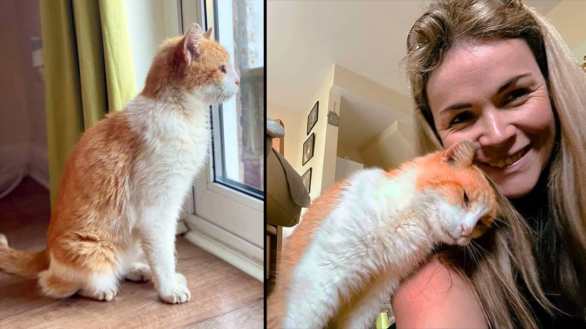L'histoire d'Alfie, le chat qui est rentré chez lui après 12 ans de disparition