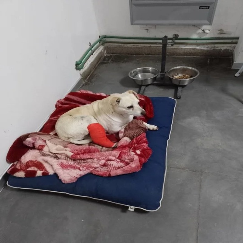 L'histoire de Peti, la chienne qui vit dans un cabinet vétérinaire en attendant d'être adoptée