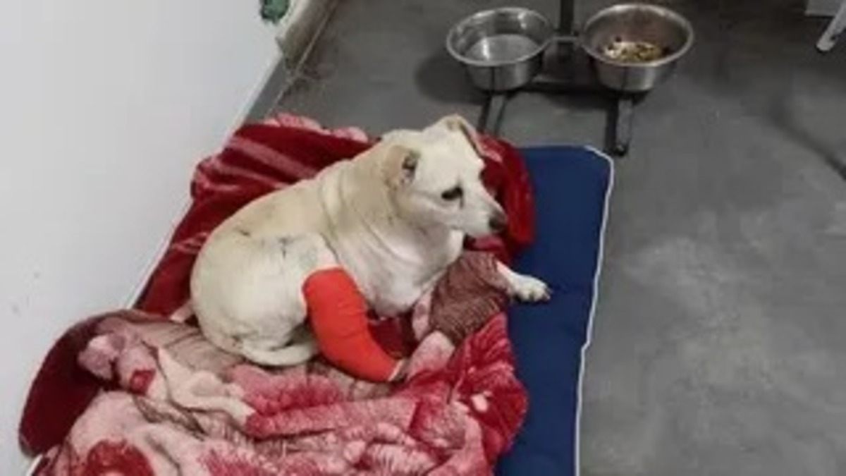 L'histoire de Peti, la chienne qui vit dans un cabinet vétérinaire en attendant d'être adoptée