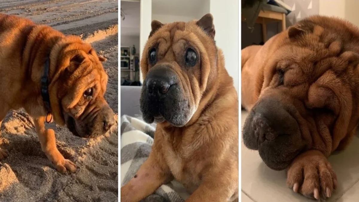 L'histoire d'Octavio, le chien Shar Pei atteint d'une maladie rare