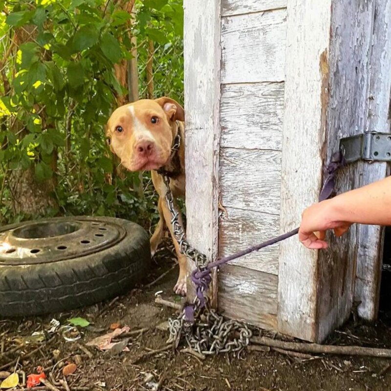 L'histoire poignante de Beaker, un chien blessé qui a été enchaîné et abandonné