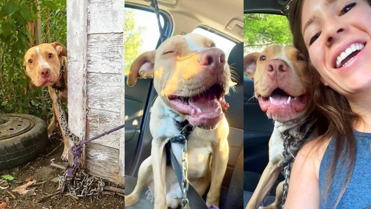L'histoire poignante de Beaker, un chien blessé qui a été enchaîné et abandonné