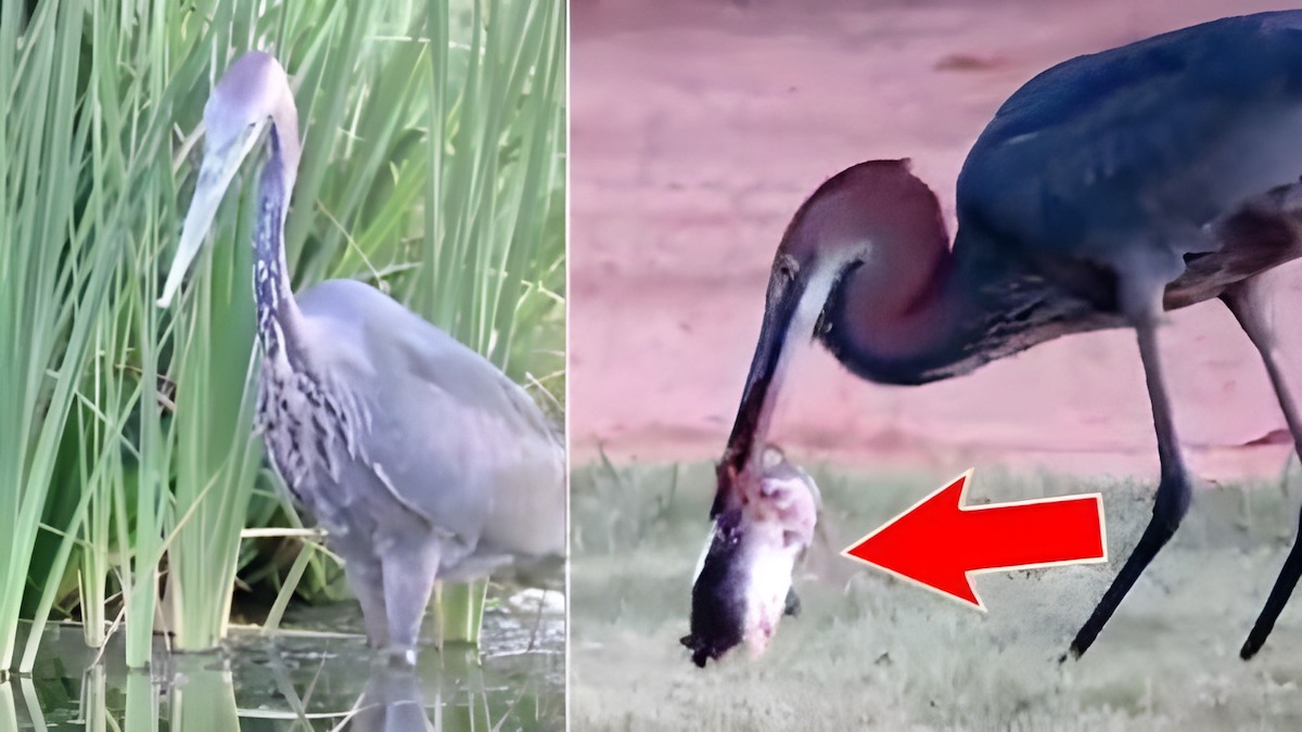 L’incroyable repas d’un héron en pleine nature, une scène impressionnante