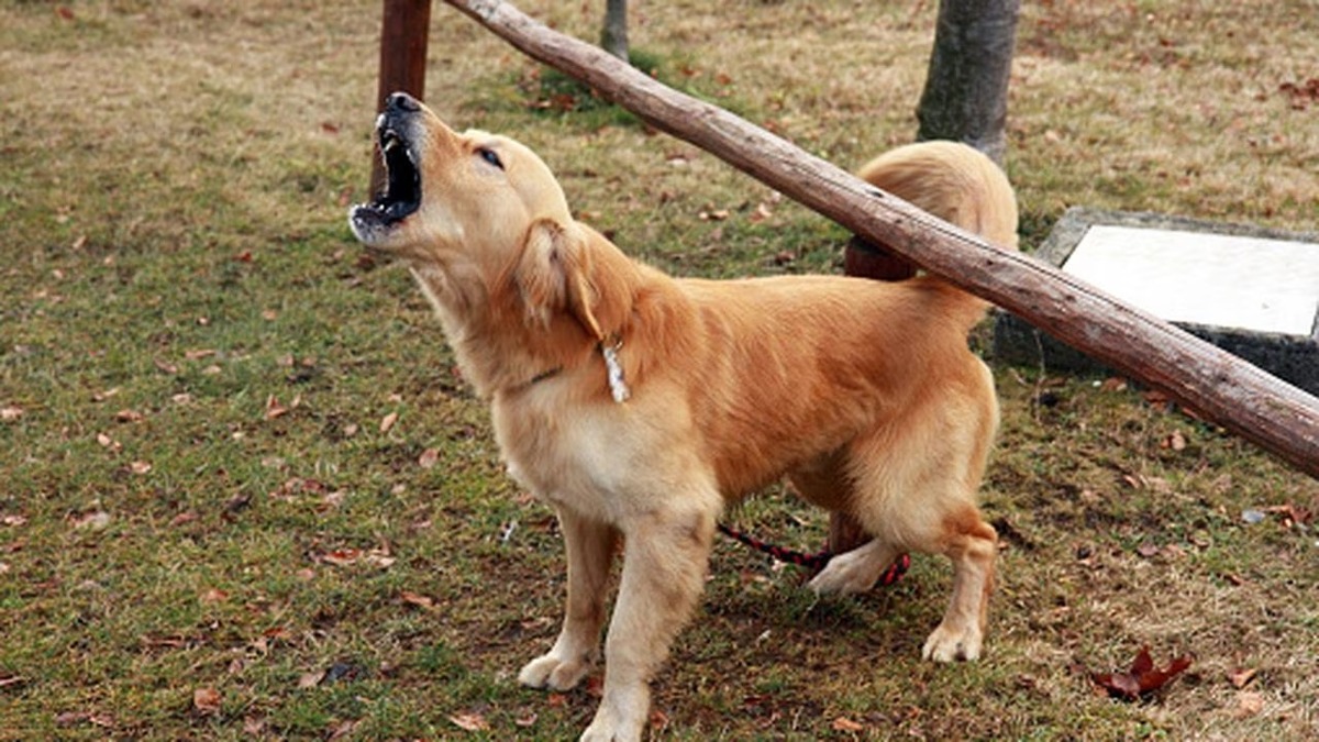 Pourquoi les chiens hurlent-ils ? Les raisons dévoilées