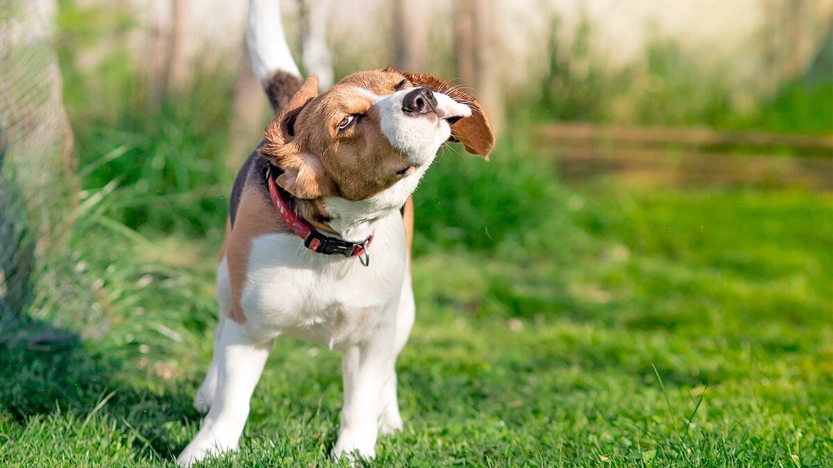 Pourquoi votre chien secoue-t-il beaucoup la tête ? Les causes à surveiller