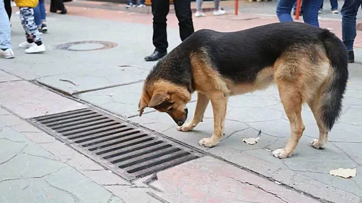 Quand ils comprennent pourquoi ce chien fixe la bouche d’égout, ils sont sidérés !