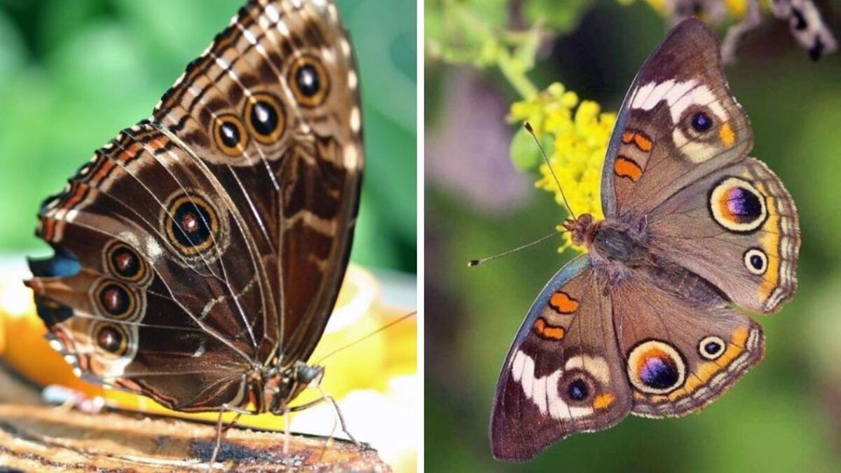 Voici la véritable signification lorsque vous voyez un papillon brun chez vous