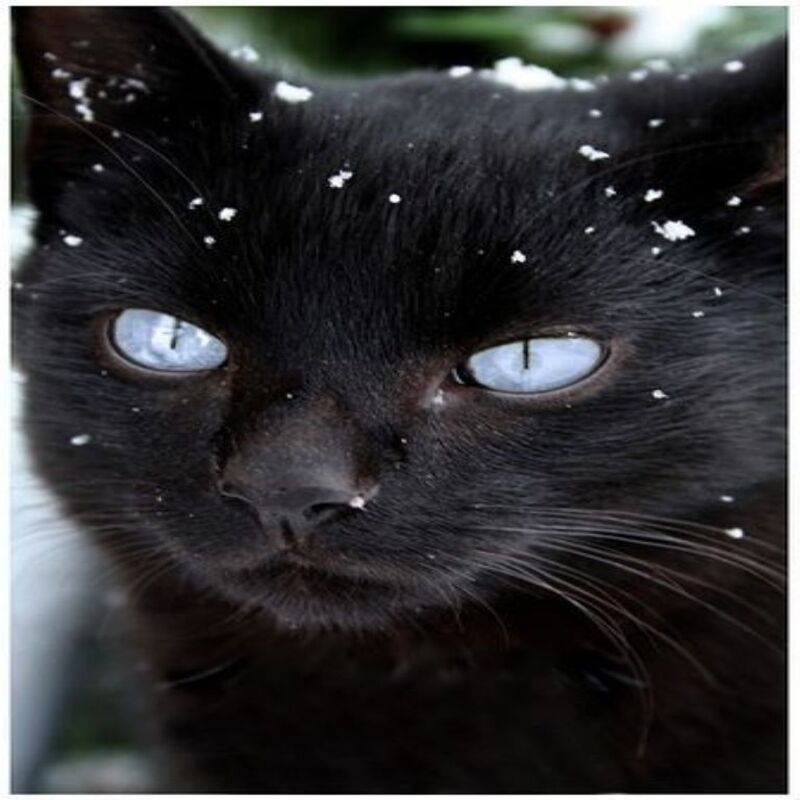 Voici la signification de l'arrivée d'un chat dans votre vie sans que vous l'ayez cherché 
