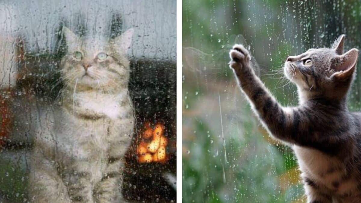 Voici pourquoi votre chat a peur de la pluie et comment le calmer
